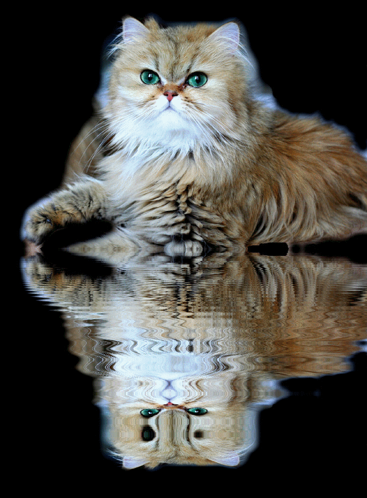 Photo de Belle Princesse Golden Shaded