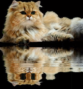 Photo de charlotte Persan Golden Shell