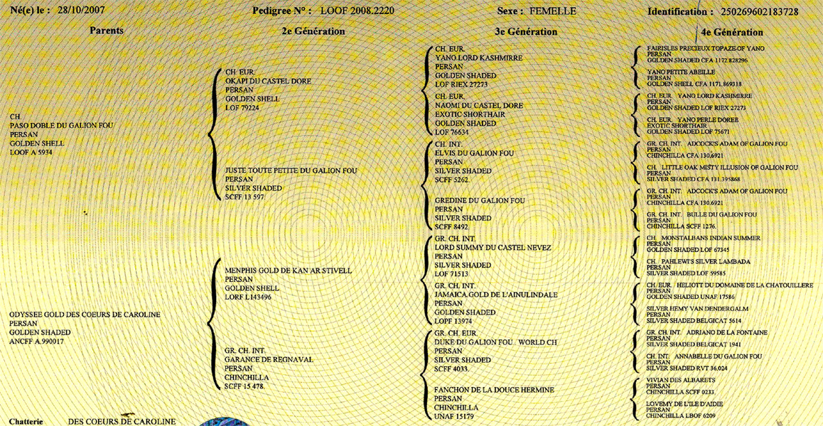 P�digr�e de Coeur de Lion