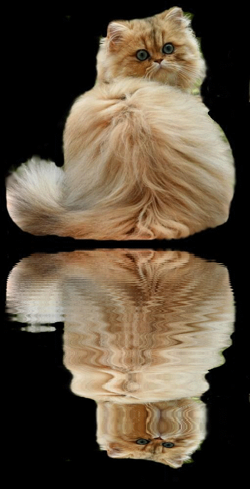 Photo de Cicciolina Persan Golden Shell