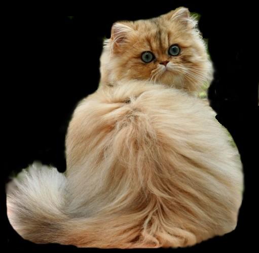 Photo de Cicciolina Persan Golden Shaded