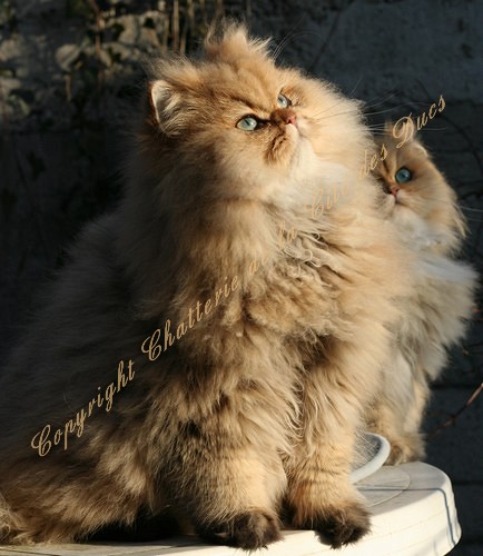 Photo de Coeur de Lion Persan Golden Shaded