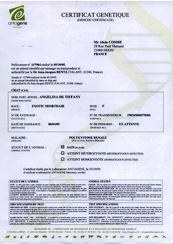 Test PKD de Angelina