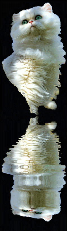 Photo de French Kiss m�le Persan Chinchilla