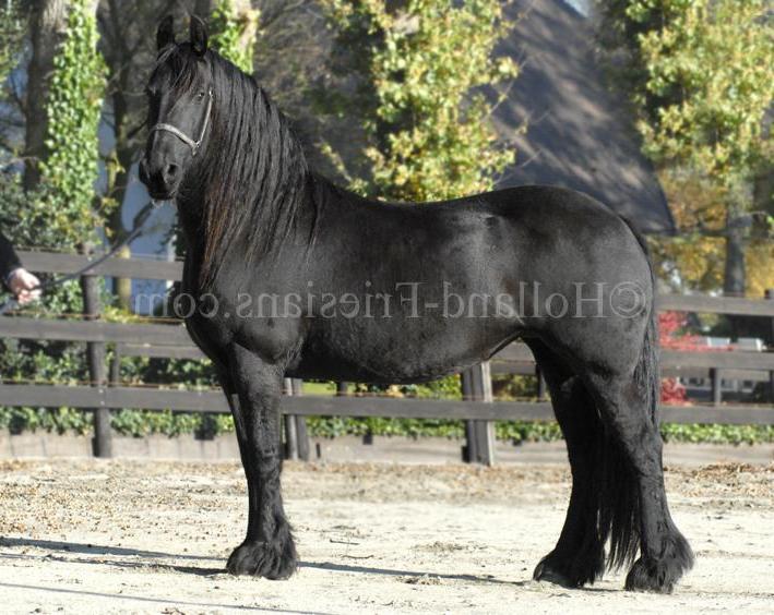 Photo Berber fan Nes