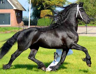 Photo de Dries 421 Frison