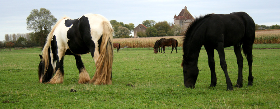 Haras de la Cit� des Ducs de Bourgogne