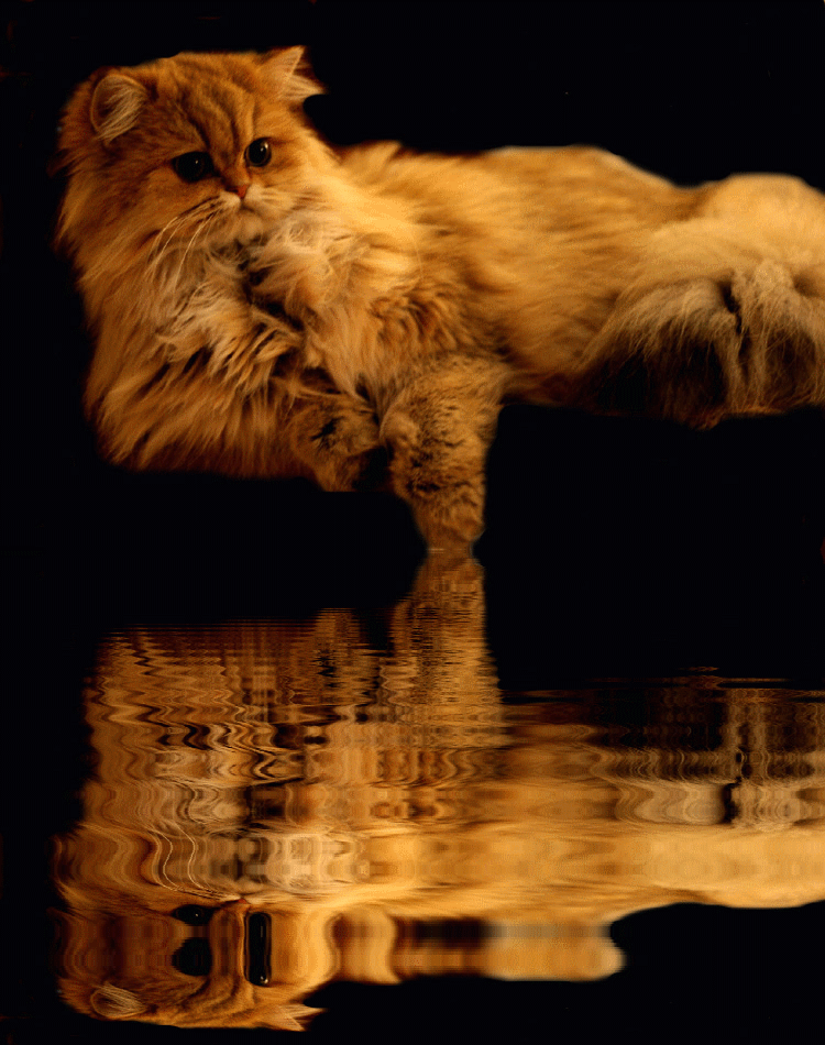 Photo de I_am_a_dream Persan Golden Shell