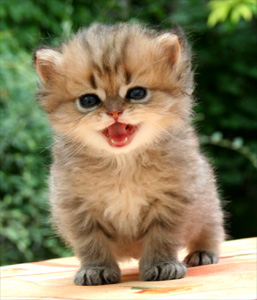 Photo de Bloomer persan golden shaded