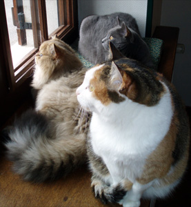 Photo de Bloomer persan golden shaded