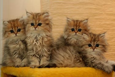 Photo de Eden Persan Golden