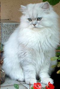 Photo de Aloko Persan Silver