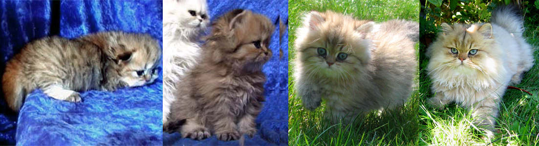 Photo de Apollon Persan Golden Shaded