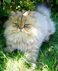 Photo de Apollon Persan Golden