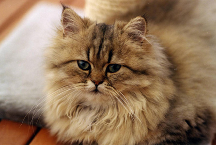 Photo de Apple Persan Golden