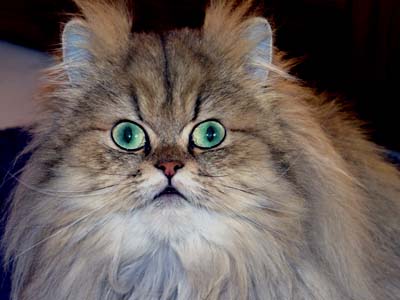 Photo de Apple persan golden shaded