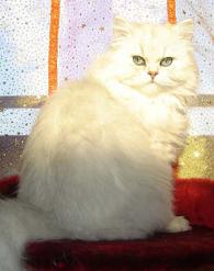 Photo de Asrael Persan Chinchilla