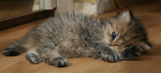 Photo de Bacchus persan golden shaded