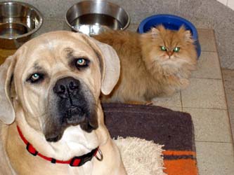 Photo de Bacchus Persan Golden