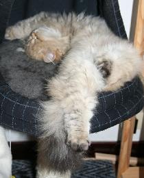 Photo de Baylan persan golden shaded