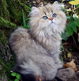 Photo de Baylan persan golden shaded