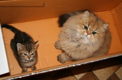 Photo de Baylan persan golden shaded