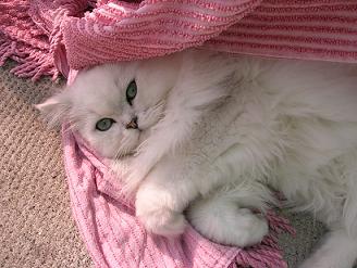 Photo de Beethoven persan chinchilla