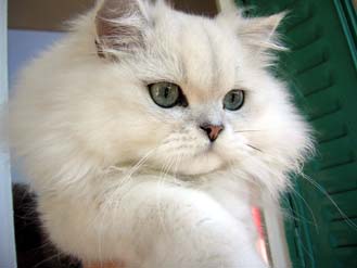 Photo de Beethoven Persan Golden