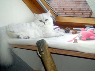 Photo de Beethoven II persan chinchilla