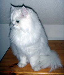 Photo de Beethoven II persan chinchilla