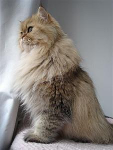 Photo de Belle de la Cit� des Ducs Persan Golden