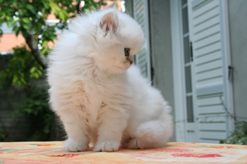 Photo de Belle II Persan Chinchilla