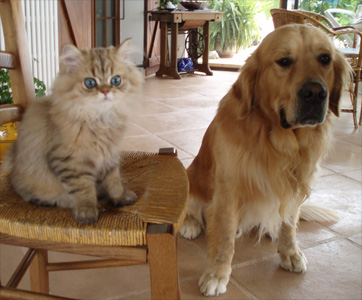 Photo de Bloomer Persan Golden