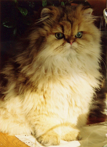 Photo de Calliop�e Persan Golden