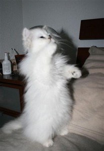 Photo de Candalf le Blanc Persan Silver