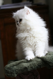 Photo de Caruso Persan Chinchilla