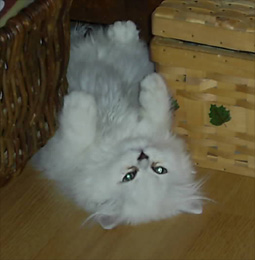 Photo de Caruso persan Silver shaded