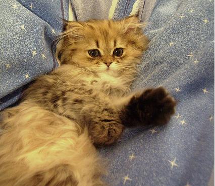 Photo de Cookie Persan Golden