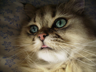 Photo de Cookie Persan Golden