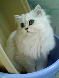 Photo de Daisy Persan Silver