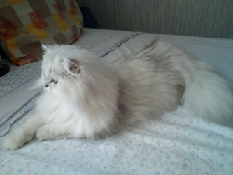 Photo de Daisy Persan Silver