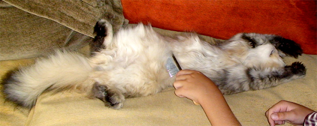 Photo de Dallas Persan Golden