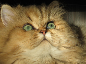 Photo de Daphn� Persan Golden