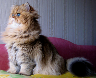 Photo de Daphn� Persan Golden