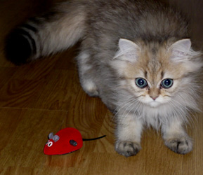 Photo de Dartagnan Persan Golden