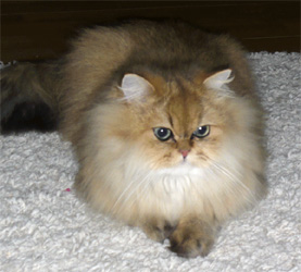 Photo de Dartagnan Persan Golden