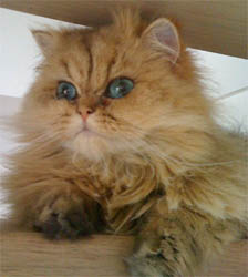 Photo de Dawson Persan Golden