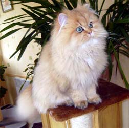 Photo de Dayla Persan Golden