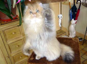 Photo de Dayla Persan Golden