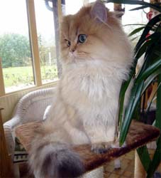 Photo de Dayla Persan Golden